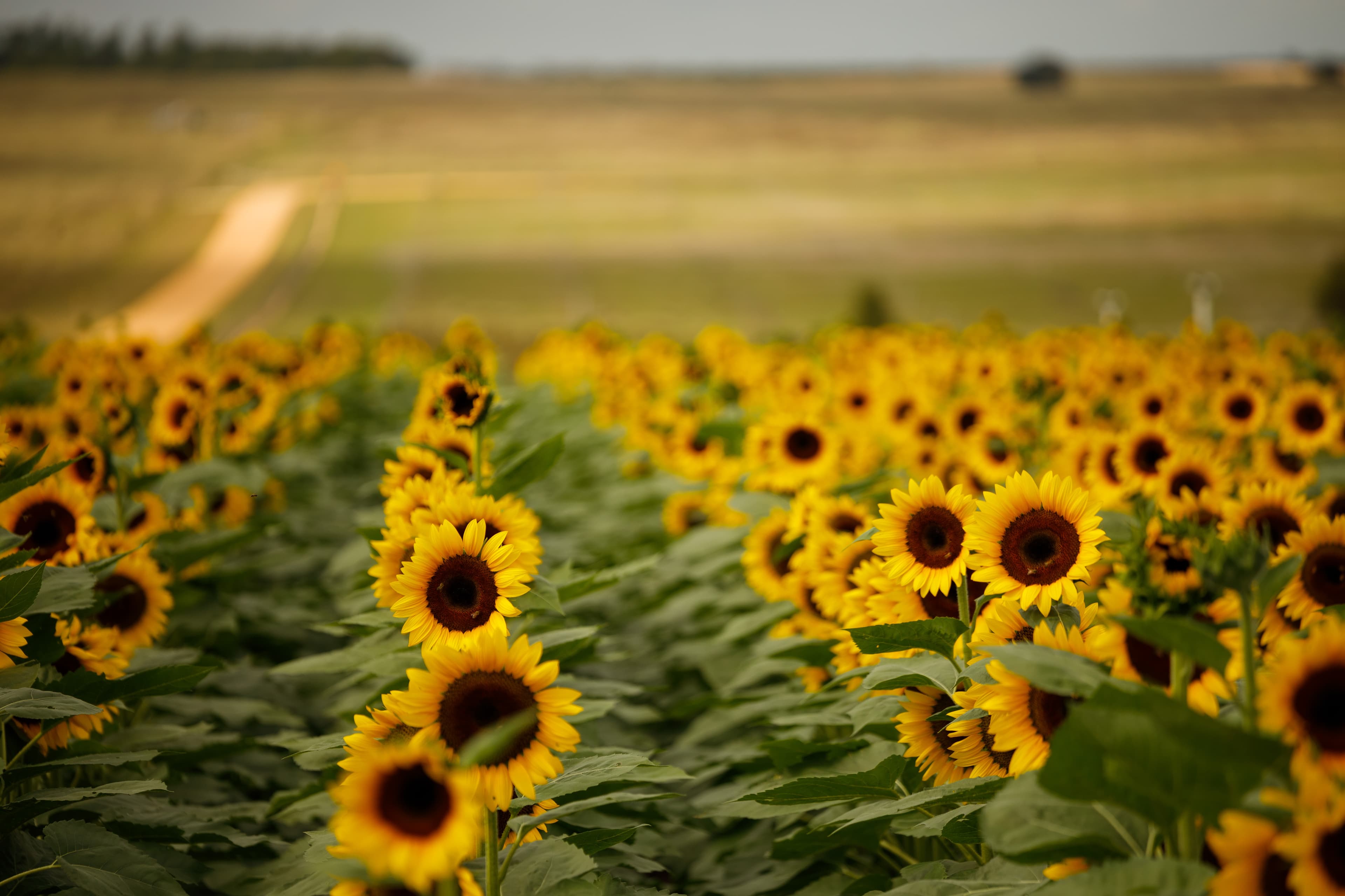 sunflowers in a field