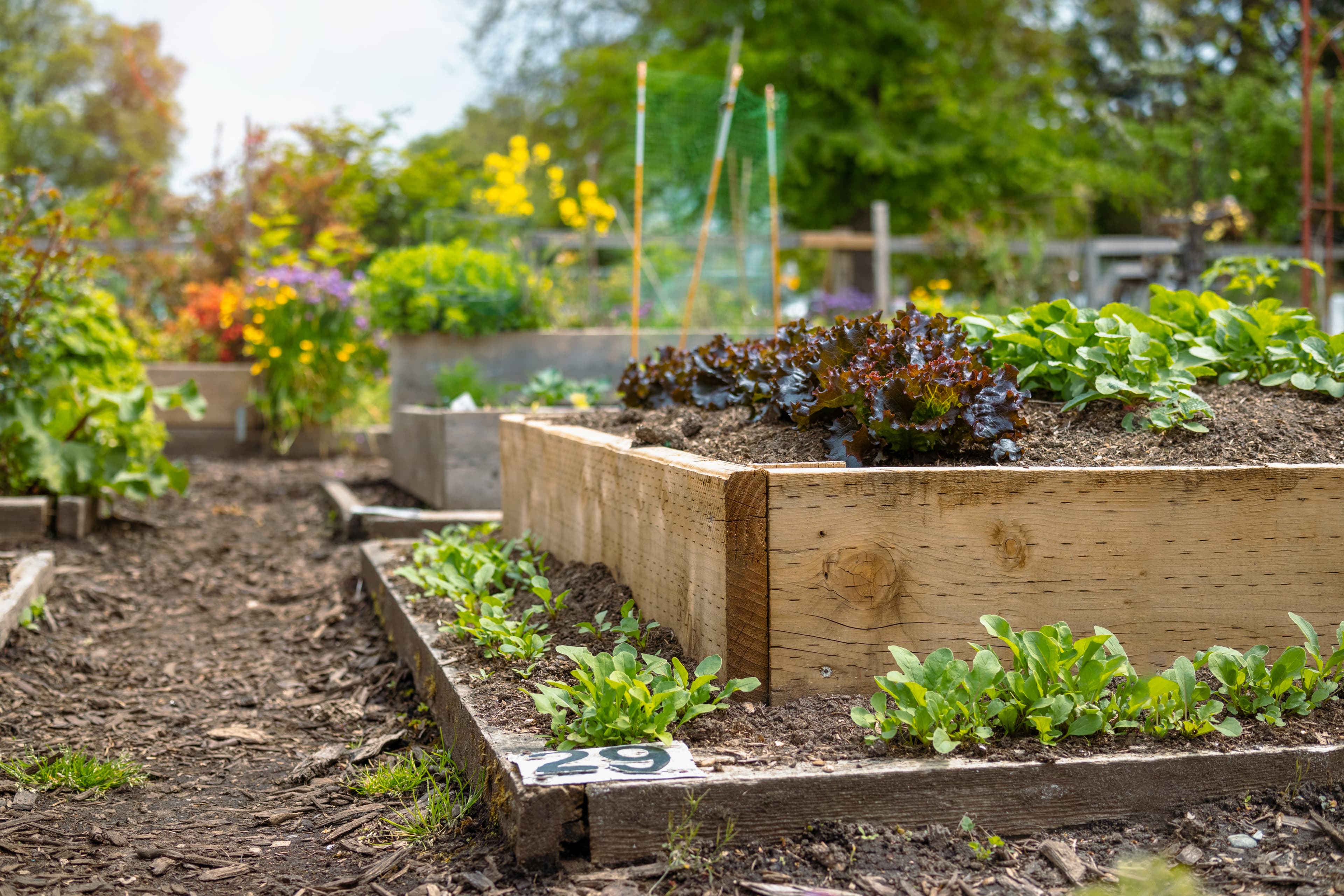 community garden with beds to plant vegetables