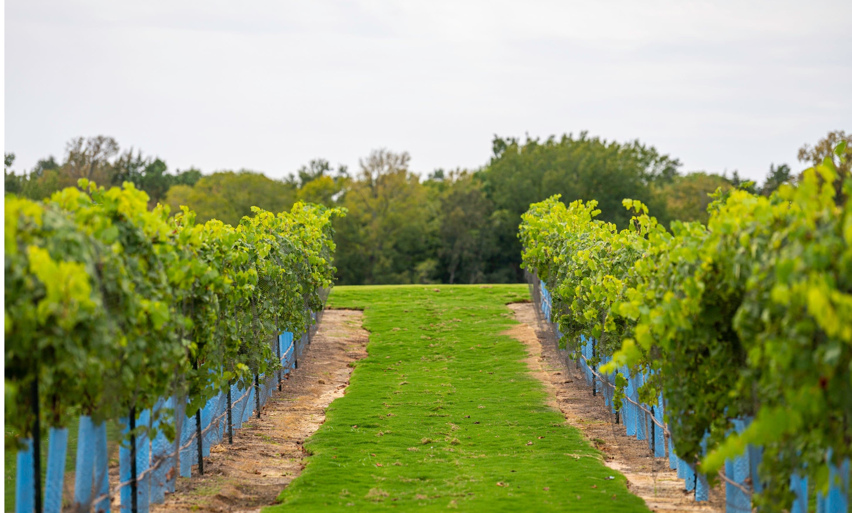 Community Vineyard.jpg