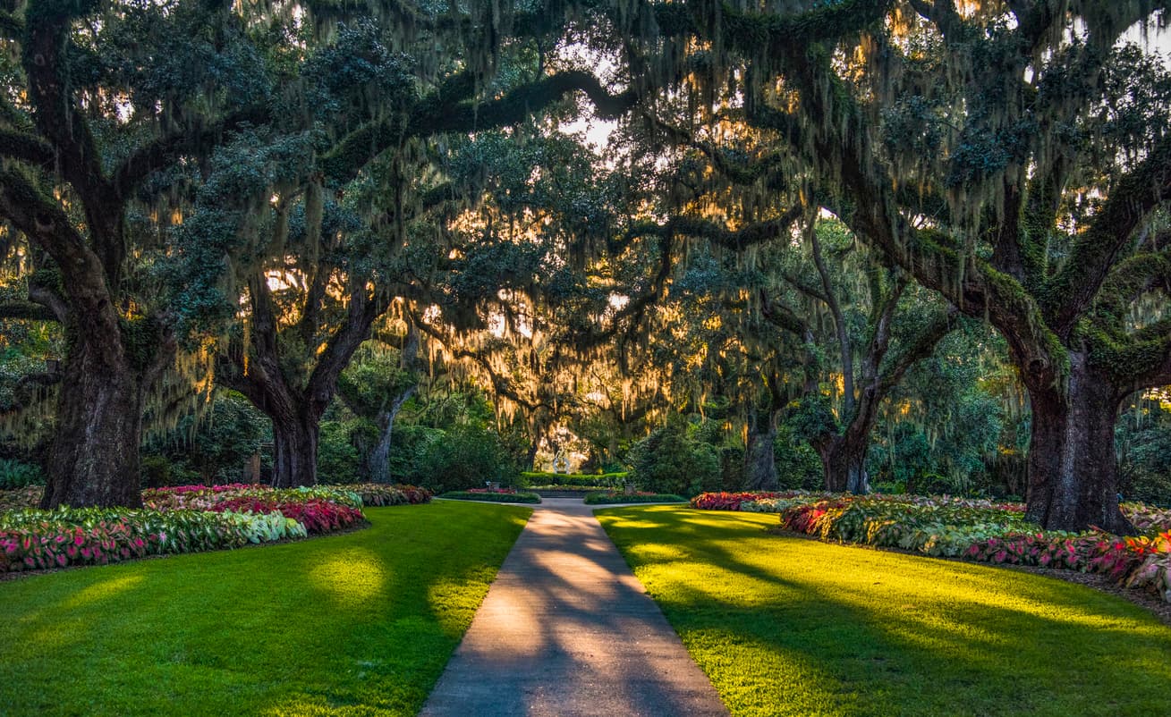 Brookgreen trees.jpg